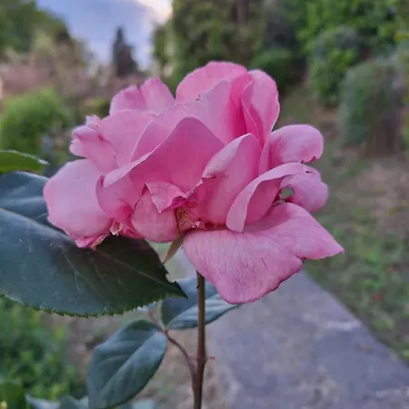 Bed & Breakfast Le Rose Di Paola