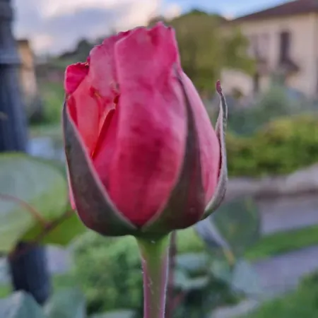 Bed & Breakfast Le Rose Di Paola Santa Maria a Monte