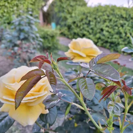 Le Rose Di Paola Santa Maria a Monte
